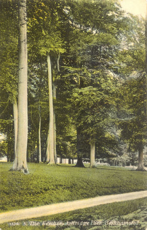 Beech Trees in Ashridge Park, Berkhamsted - Hartmann post card