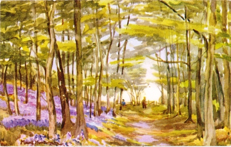 Bluebells in Philipshill Wood, by Maud Huntsman