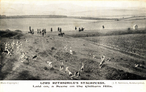 Lord Rothschild's Staghounds hunting in the Chiltern Hills, post card by J T Newman, Berkhamsted
