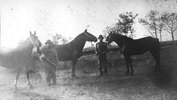 Remount Horses, Calumet Depot, Hammond, Indiana, 1916