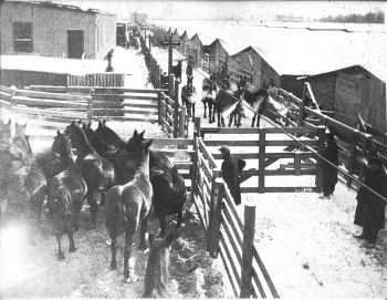 Remount Horses, Calumet Depot, Hammond, Indiana, 1916