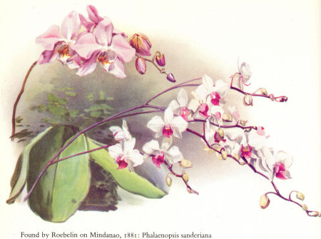 Roebelin on Mindanao, 1881: Phalenopsis sanderiana (orchid named after Frederick Sanders)