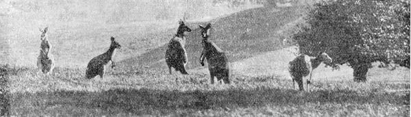 Kangeroos at Tring Park circa 1895